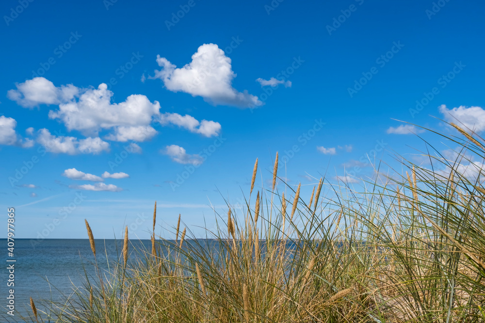 Fototapeta premium Gewöhnlicher Strandhafer oder Gemeiner Strandhafer (Ammophila arenaria), Wolkenhimmel, Nordsee
