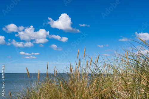 Gew  hnlicher Strandhafer oder Gemeiner Strandhafer  Ammophila arenaria   Wolkenhimmel  Nordsee
