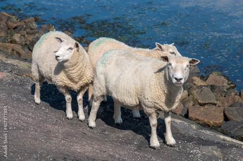 Schafe am Meer, Föhr © AnnaReinert