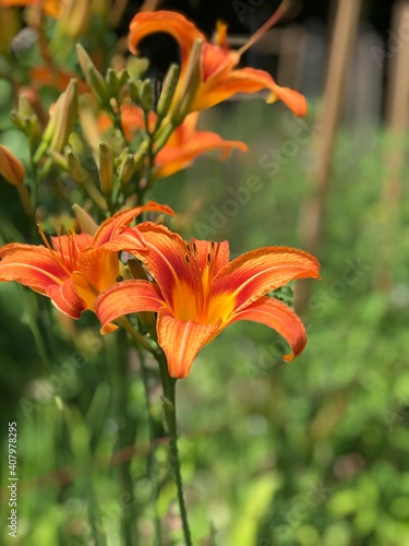 orange tiger lily