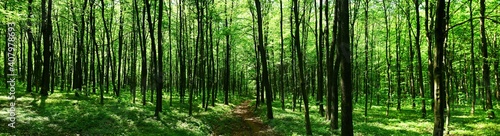 Panoramic view of the beech forest in the spring in the mountains.