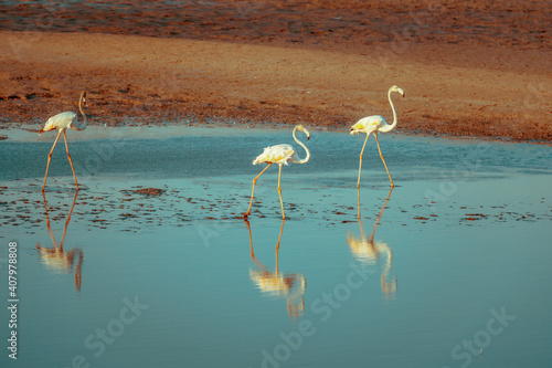 Photography A flamboyance of greater flamingos wading in the water in golden light at sunset, Dubai