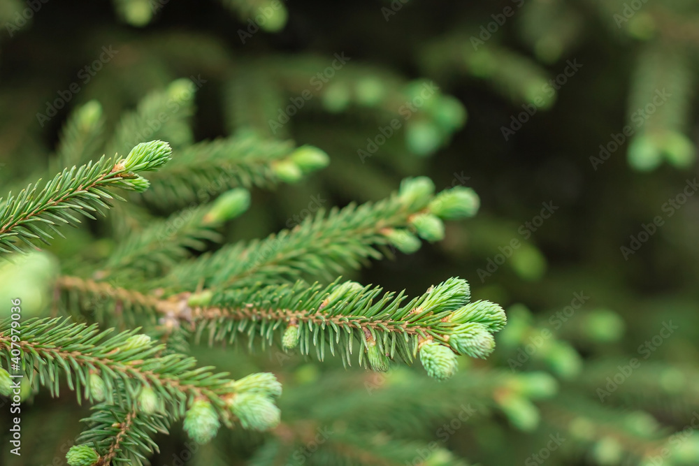 Blooming spruce shoots on coniferous branches at spring, closeup new fresh tender needles, natural background Blooming spruce shoots on coniferous branches at spring, closeup new fresh tender needles, natural background
