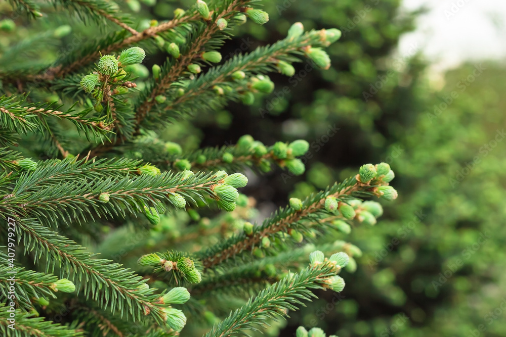 Blooming young spruce shoots on coniferous evergreen branches at spring, new fresh tender needles, natural background