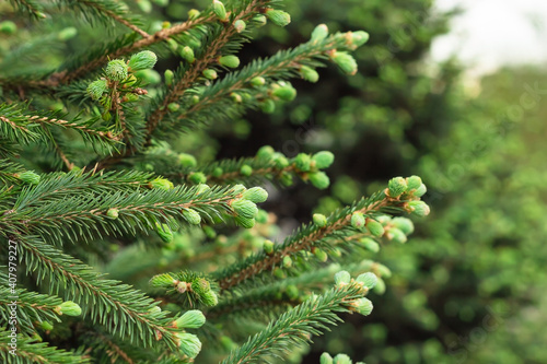 Blooming young spruce shoots on coniferous evergreen branches at spring  new fresh tender needles  natural background