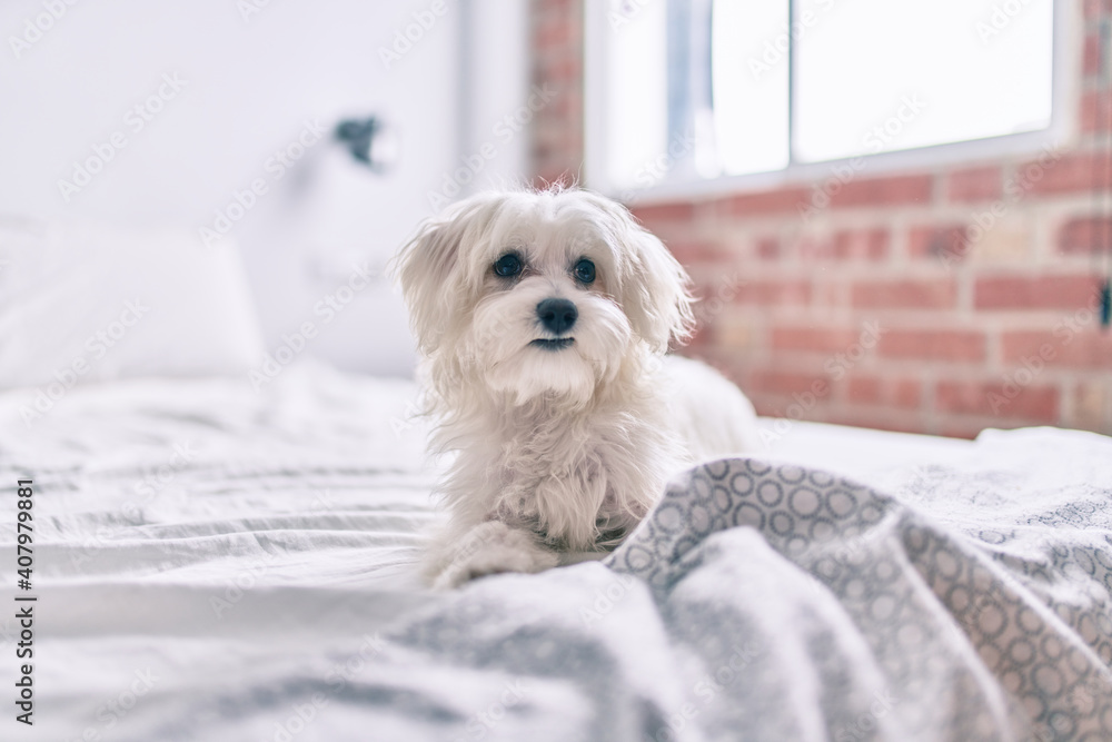 Adorable white dog at bed.