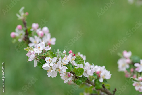  branch of blossoming apple tree in spring. High quality photo  © shtern