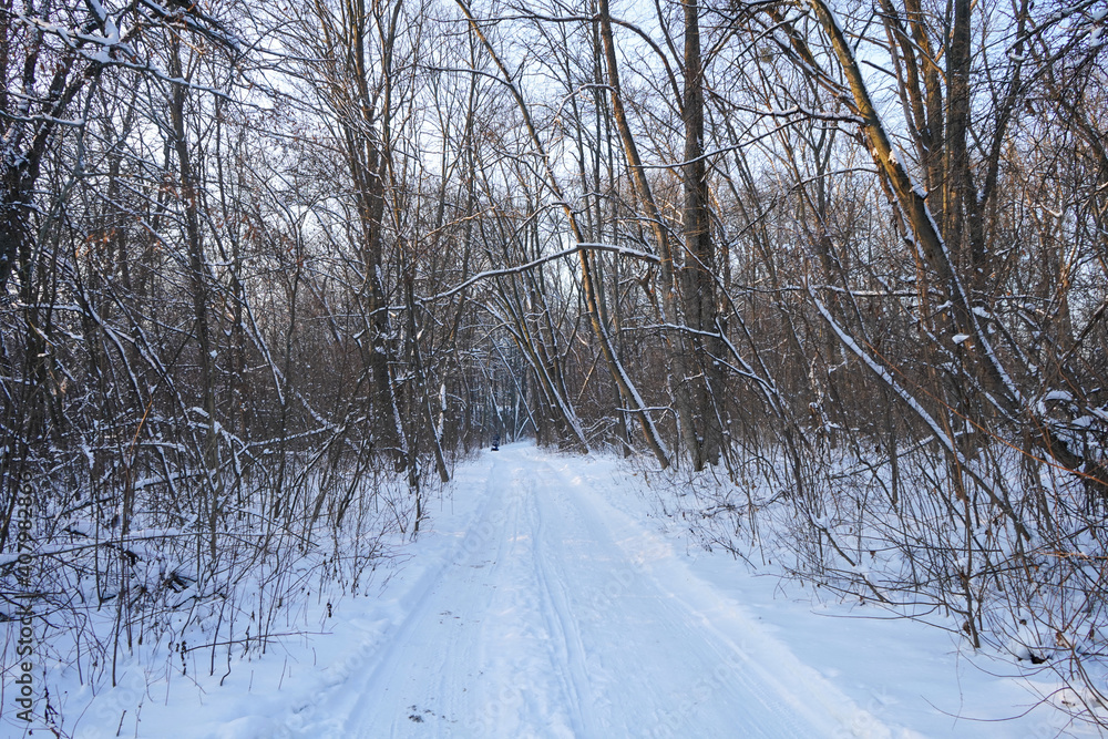 Obraz premium road in winter forest