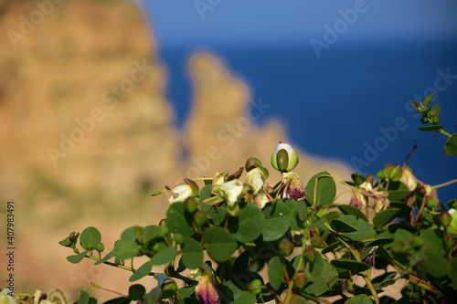 Shot of Capparis Spinosa flowers in the daytime on the blurred background photo