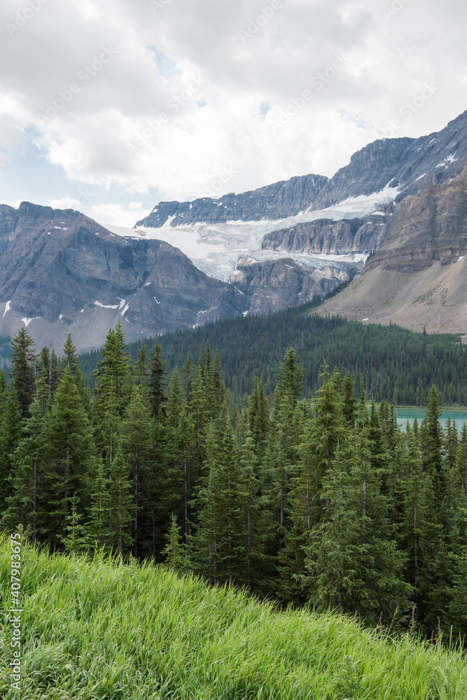 Canadian Rockies landscape with spruce trees, mountains and glaciers.