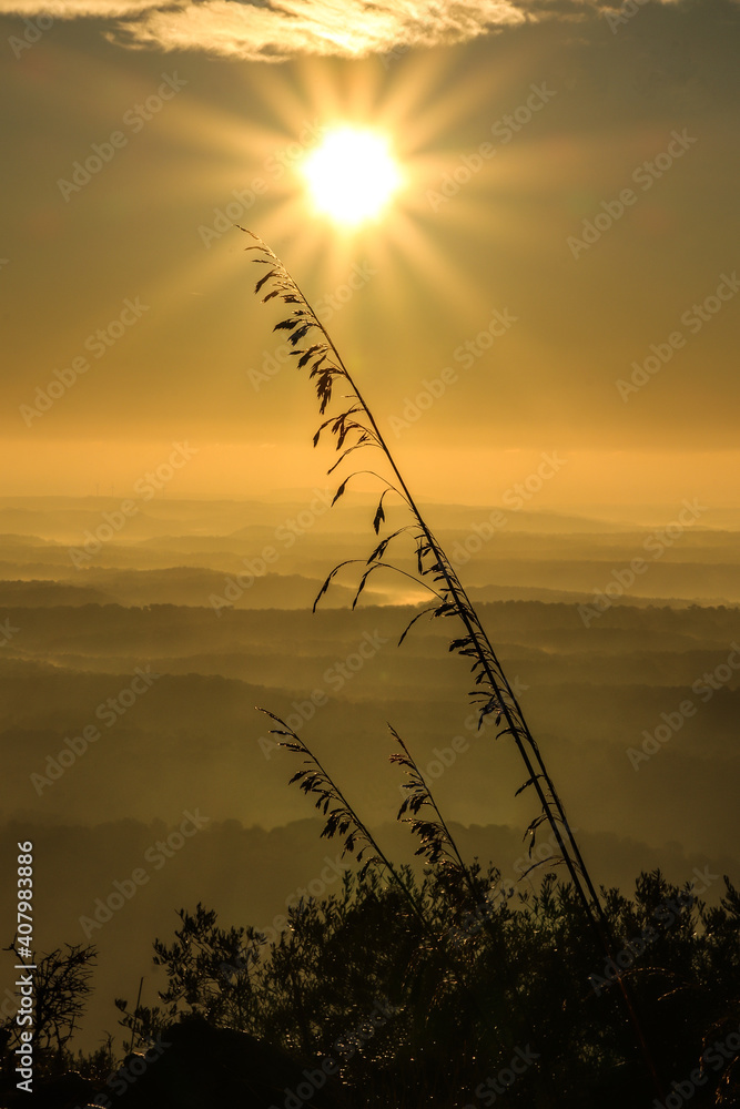 Vertical shot of a plant during the sunrise. The bright sun above the  mountains. Perfect wallpaper Stock Photo | Adobe Stock