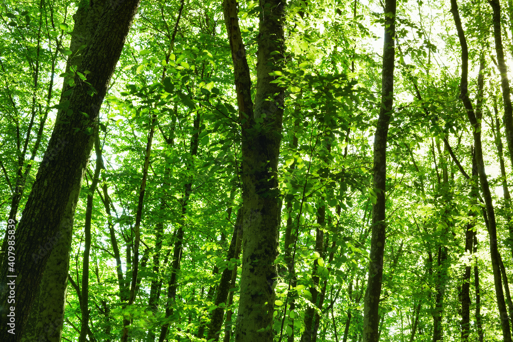 Mountain beech forest in the mountains of Crimea in the spring at dawn. Mountain beech forest in the mountains of Crimea in the spring at dawn.