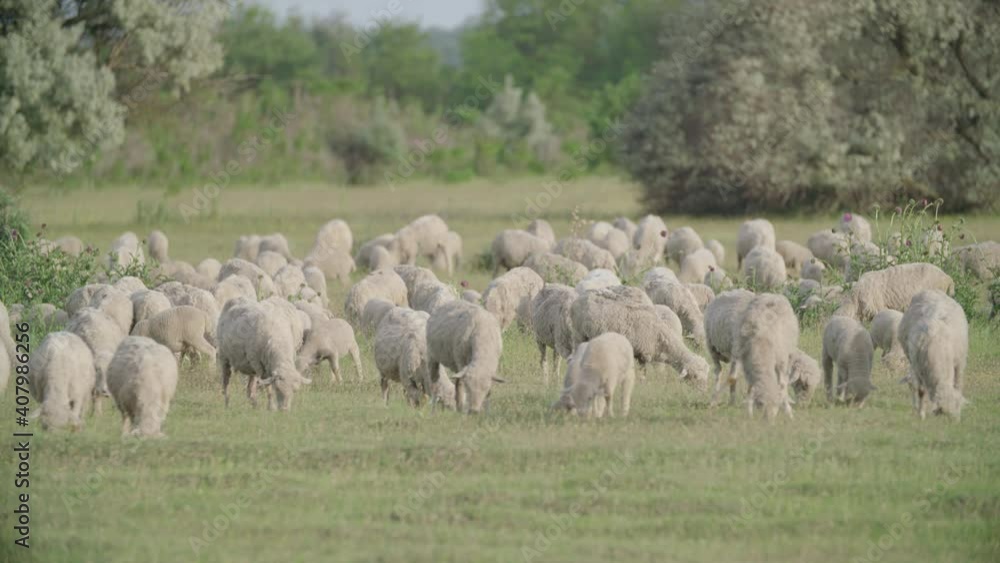 A flock of sheep grazes on a green meadow in Switzerland A flock of sheep grazes on a green meadow in Switzerland