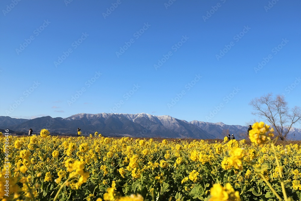 Obraz premium 琵琶湖 なぎさ公園の菜の花畑