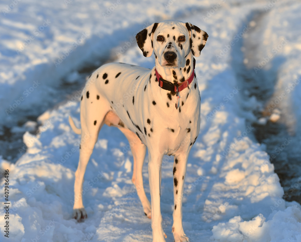 un perro dalmata en la nieve