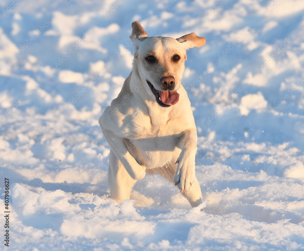un precioso perro labrador en la nieve un precioso perro labrador en la nieve