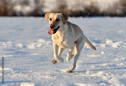Fototapeta Naklejka Na Ścianę i Meble -  un precioso perro labrador en la nieve