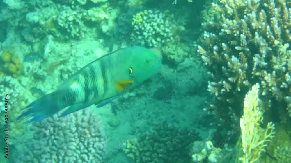 underwater photography, inhabitants of the red sea underwater photography, inhabitants of the red sea