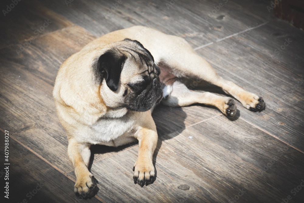 Obraz premium pug dog sitting on the floor