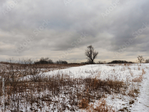 Wallpaper Mural Tree in the Snow: A lone, bare tree sits on the side on snow covered prairie on a cold winter day with an overcast sky depicting gloomy, cold and gray winter Torontodigital.ca