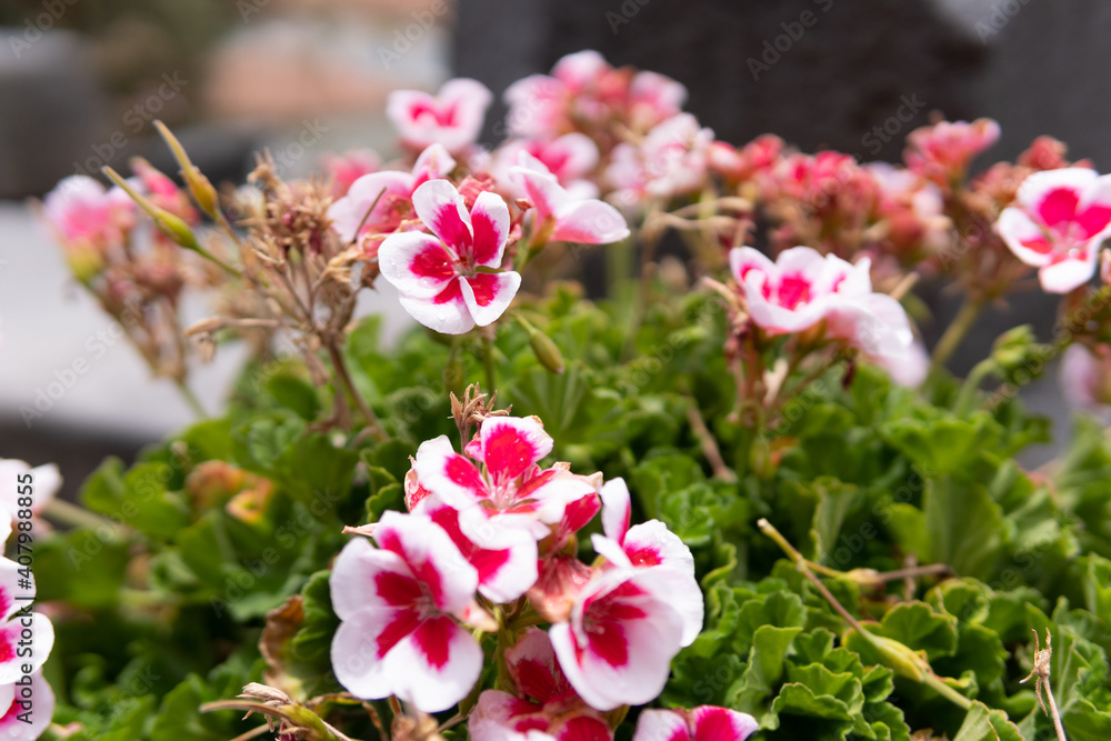 Fototapeta premium petunia on garden