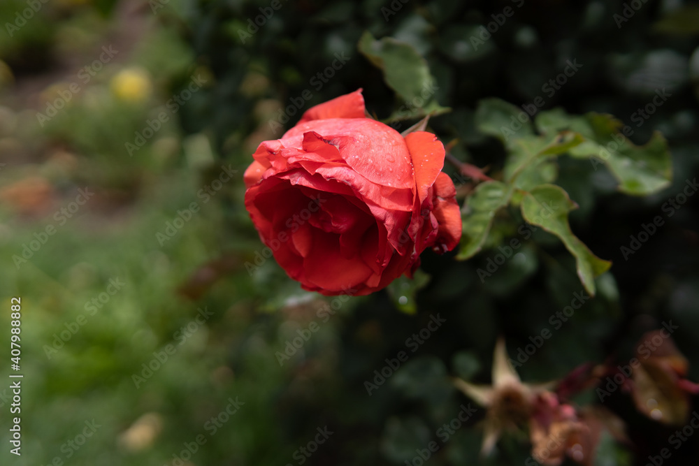 a red rose on garden