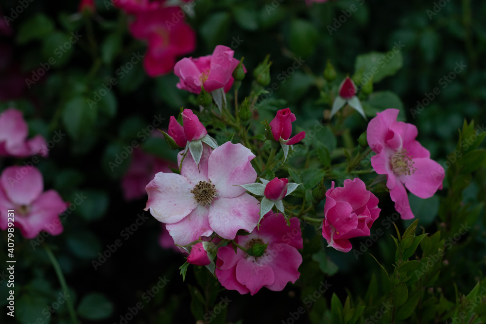 Obraz premium Flores