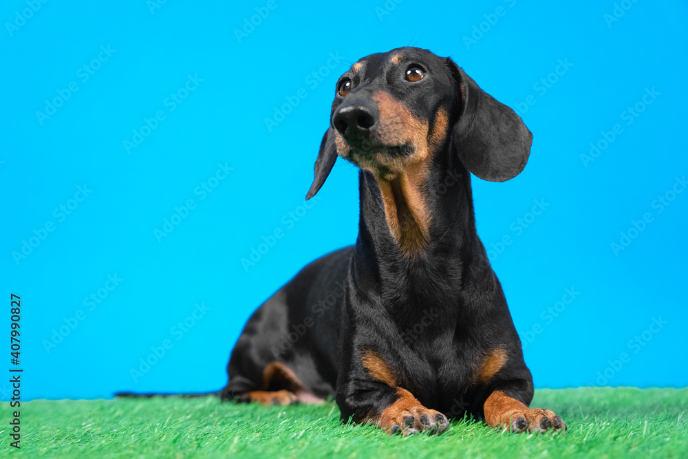 obedient dachshund dog lies on artificial turf and carefully watching something while executing command during training, blue background.