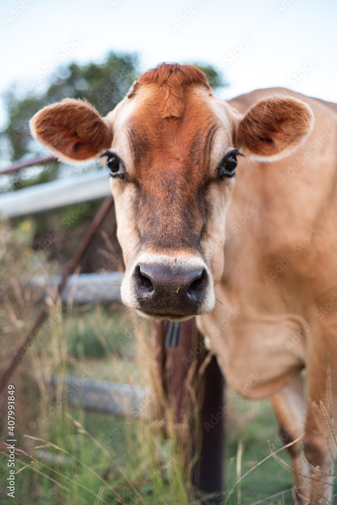 cow in a field