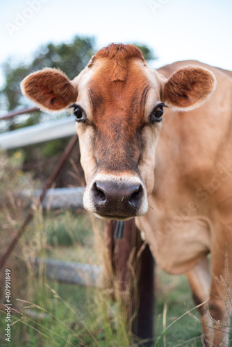 cow in a field