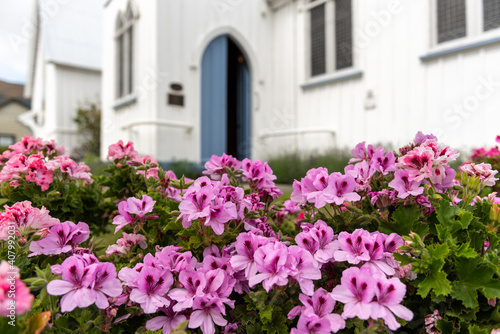 Pink geraniums with part of a church in the background. Akaroa, Banks Peninsula, Canterbury, New Zealand.