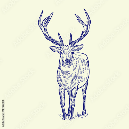 deer vector