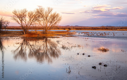 Bosque Evening