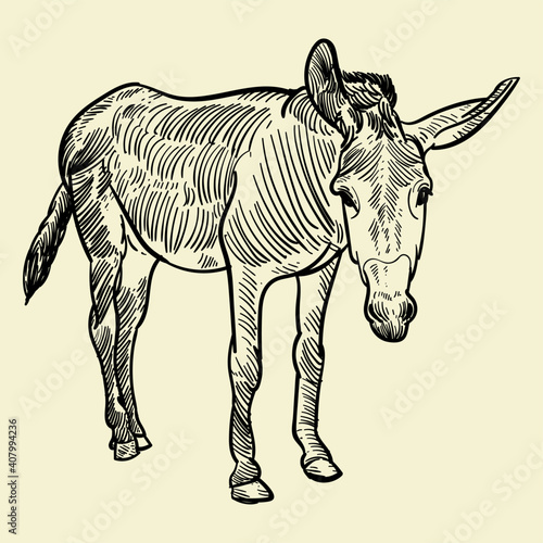 Vintage hand drawn  donkey