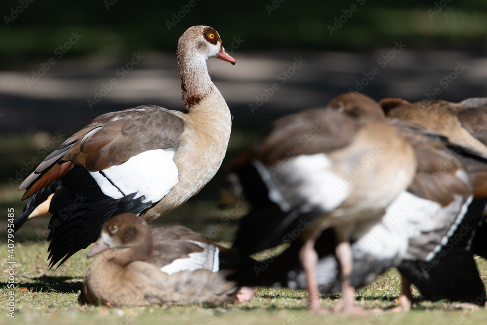 Group of Egyptian Geese with one goose being alert Group of Egyptian Geese with one goose being alert