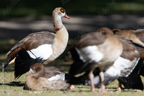 Group of Egyptian Geese with one goose being alert