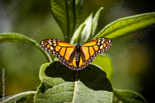 Monarch butterflies during migration