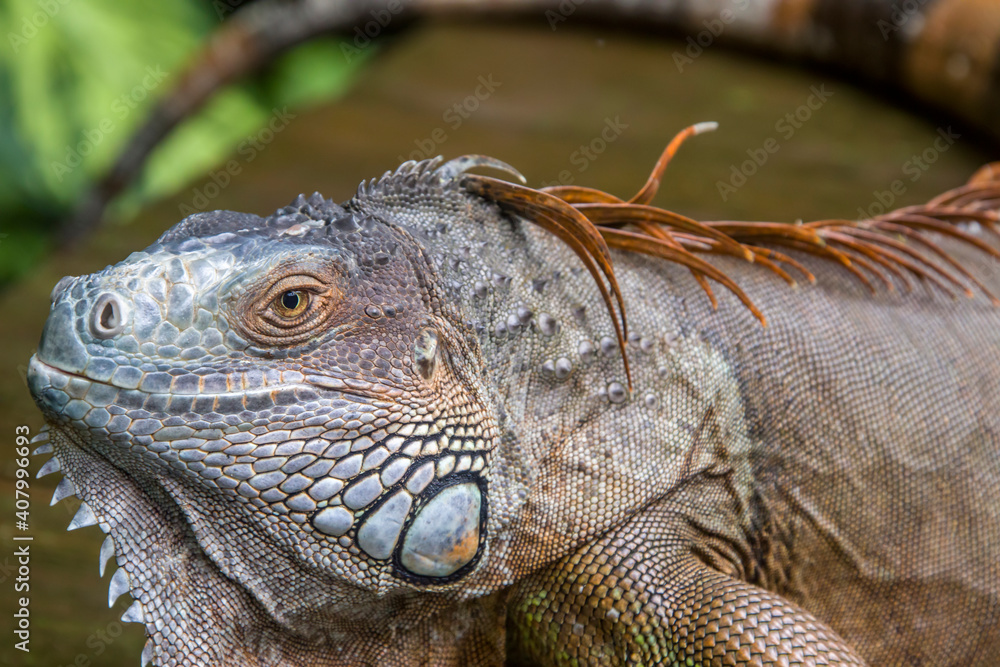 Obraz premium The Red Iguana(Iguana iguana) closeup image. it actually is green iguana, also known as the American iguana, is a large, arboreal, mostly herbivorous species of lizard of the genus Iguana.