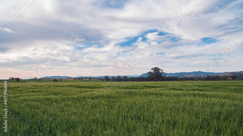 wheat field in the summer