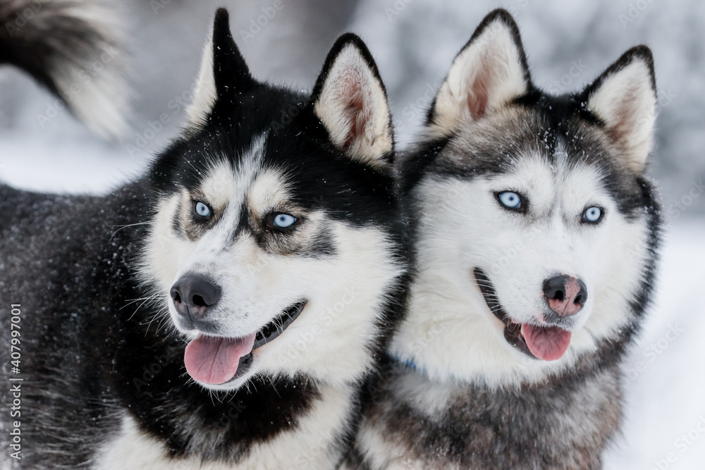 Portrait of a Siberian husky, friendship forever. Pet. Husky Portrait of a Siberian husky, friendship forever. Pet. Husky