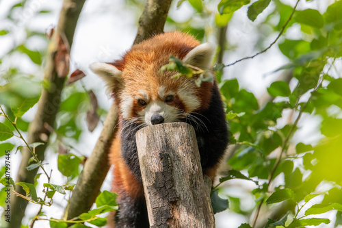 Red Panda on a small tree trunk