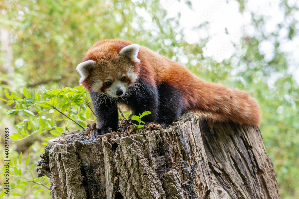 Naklejka premium Red Panda on a log or trunk of a tree, looking at plant