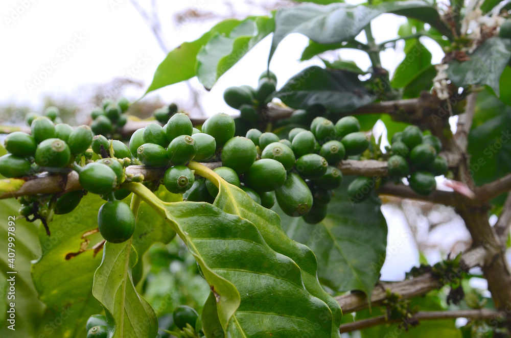 Large green coffee beans growing on a coffee tree. Puerto Rican coffee farm, close up photo of