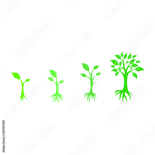 Tree growing stage with roots plant isolated on white background vector illustration