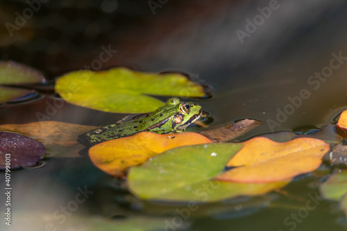 Frog sitting in the water, amongst water lillys