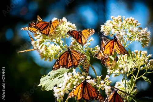Fototapeta na wymiar Monarch butterflies during migration