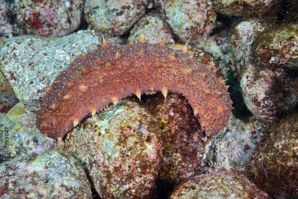 Fototapeta premium マナマコ