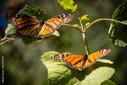 Monarch butterflies during migration
