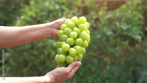 Hand holding green grape on blur background, Shine Muscat Grape with leaves on natural farm background.