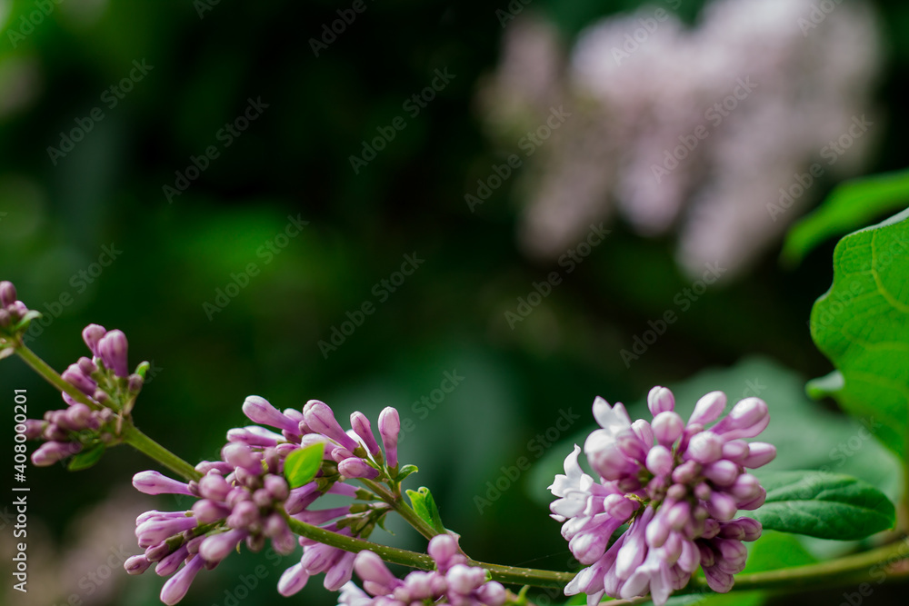Purple lilac buds on a tree branch. Blooming lilacs in spring. Sunny day. Purple lilac buds on a tree branch. Blooming lilacs in spring. Sunny day.
